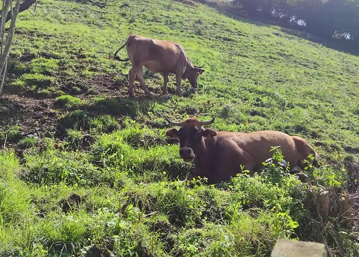 乡村民宿 Ca Granja Paraiso, Oasis Rural & Bienestar *